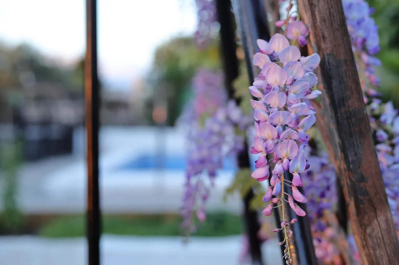 Homestay The Dream Retreat Experience Apartment Belicena